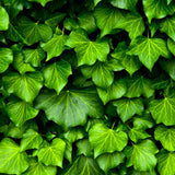 English Ivy Soy Wax Melt